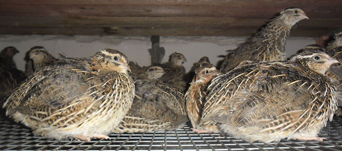 Перепела породы Фараон