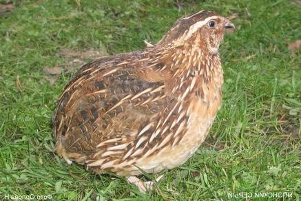 Японские перепела